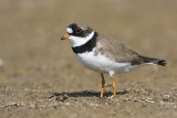semipalmated plover 052409IMG_2415