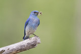 mountain bluebird 061209_MG_5805