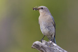 mountain bluebird 061209_MG_5879