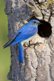 mountain bluebird 061309_MG_6288
