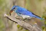 mountain bluebird 061309_MG_6502