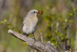 mountain bluebird 061309_MG_6621