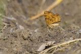 Cranberry Spanworm moth 061409_MG_7812