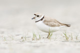 piping plover 062109_MG_0496