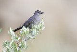 gray catbird 070309_MG_1571