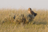 short-eared owl 070309_MG_2482