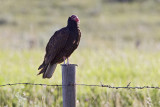 turkey vulture 070409_MG_2635