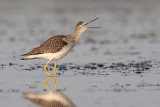 greater yellowlegs 083009_MG_8409