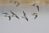 red-necked phalaropes 082709_MG_6184