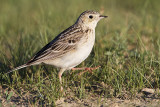 spragues pipit 070410_MG_9052