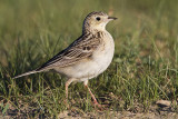 spragues pipit 070410_MG_9053