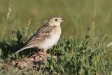 spragues pipit 070410_MG_9098