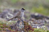 golden-crowned sparrow 071110_MG_1993