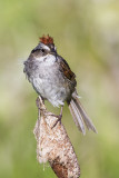 swamp sparrow 071710_MG_4343