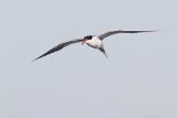 forsters tern 072410_MG_6900