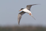forsters tern 072410_MG_6905