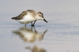 semipalmated sandpiper 080110_MG_0301