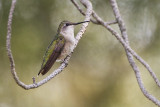 ruby-throated hummingbird 082110_MG_6954
