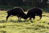 bison 081410_MG_5104