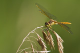 Saffron-winged Meadowhawk  082610_MG_7987