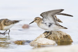 bairds sandpiper 090410_MG_9821