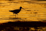 greater yellowlegs 090410_MG_0584