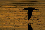 greater yellowlegs 092510_MG_5881