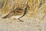 lapland longspur 092210_MG_3793