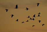 sandhill cranes 100910_MG_9933