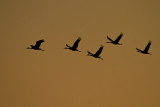 sandhill cranes 100910_MG_9969
