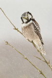 northern hawk owl 121210_MG_9773