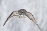 great gray owl 010711_MG_1256