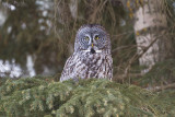 great gray owl 012911_MG_2334