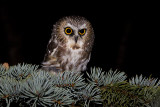 northern saw-whet owl 101312_MG_9937 