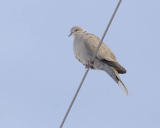 eurasian collared-dove 4075