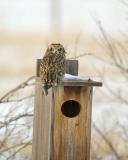 short-eared owl 5075