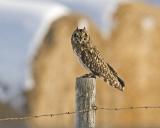 short-eared owl 6021