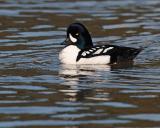 barrows goldeneye 0485