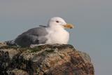 glaucous-winged gull 1428