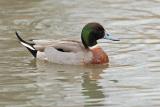 mallard/pintail hybrid 0290