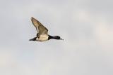 ring-necked duck 051406_MG_0952