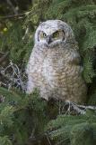 great-horned owl 051306IMG_7920