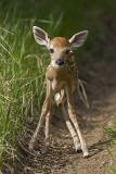 deer fawn 052206_MG_0407