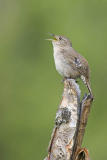 house wren 060606_MG_0051