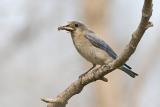 mountain bluebird 060206_MG_0550