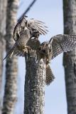 northern hawk owl 053006IMG_8295