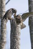 northern hawk owl 053006IMG_8299