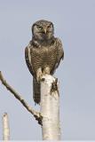 northern hawk owl 060206_MG_0573