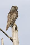 northern hawk owl 060206_MG_0610
