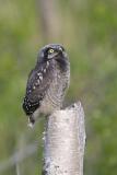 northern hawk owl 060406_MG_1467